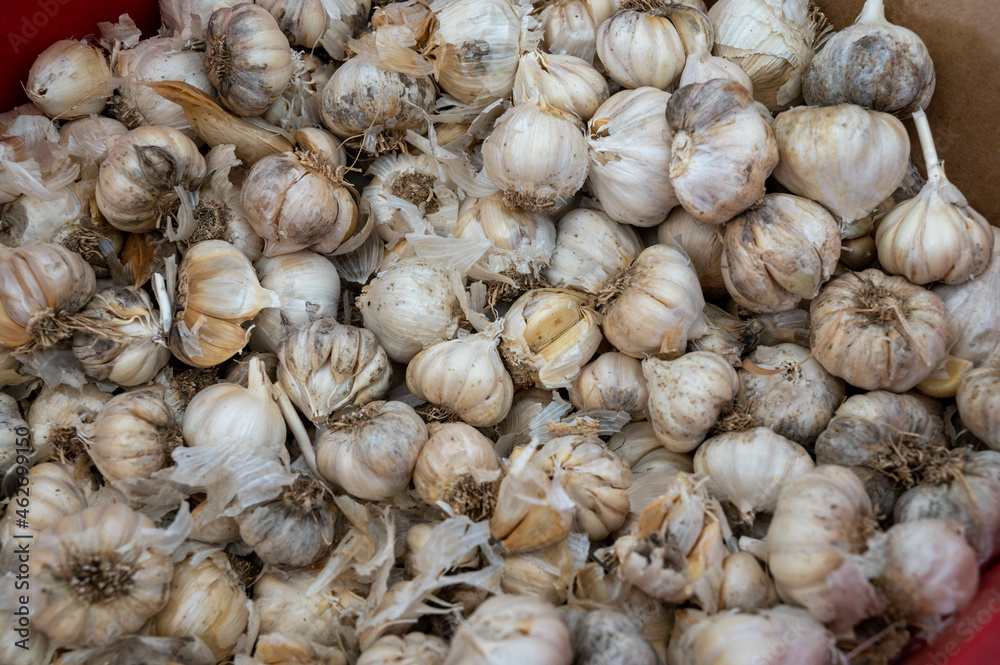Organic vegetables background, many dried garlic bulbs Organic vegetables background, many dried garlic bulbs