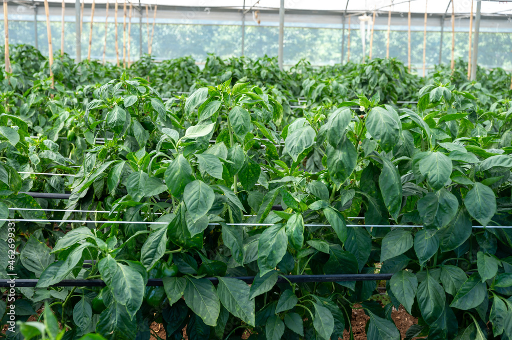 Greenhouse with plantation of sweet bell peppers plants, agruculture in Fondi, Lazio, Italy Greenhouse with plantation of sweet bell peppers plants, agruculture in Fondi, Lazio, Italy