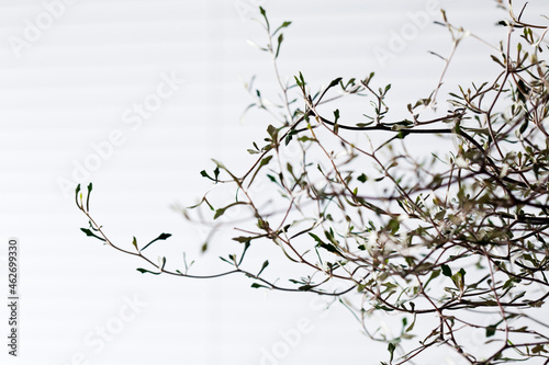 Twigs of Corokia cotoneaster in front of light background photo