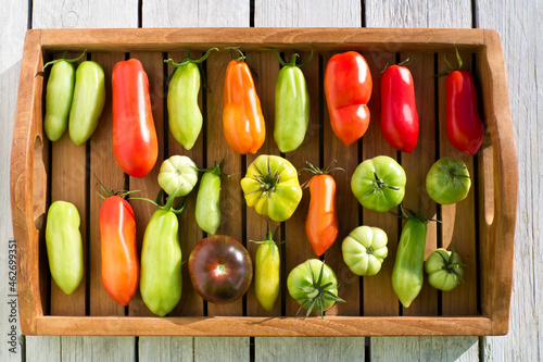 Tray with various tomatoes, stage of ripeness, unripe photo