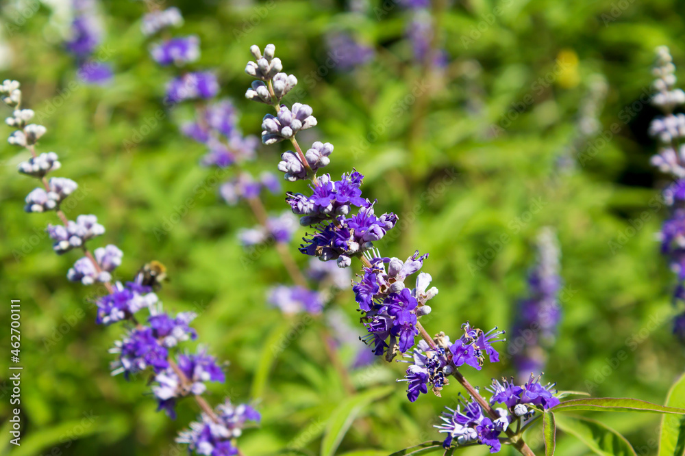 Monk's pepper, Vitex agnus-castus
