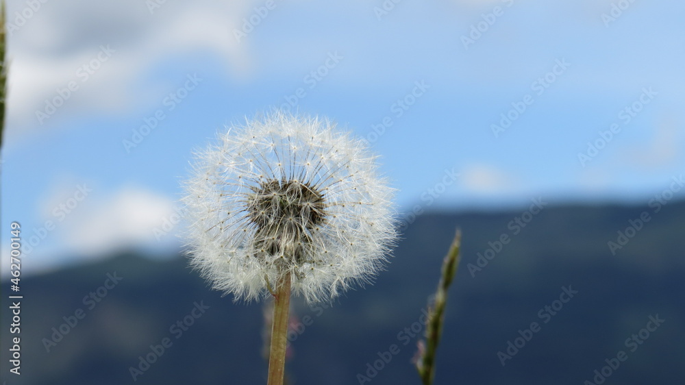 dandelion against blue sky