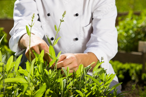 Cook pulling off herbs from plant photo