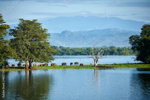 View to penisula at Udawalawe Reservoir with young elephants, Udawalawa National Park, Sri Lanka photo