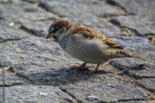 Nahaufnahme, eine Studie eines Sperlings. Sperlinge sind Singvögel. photo