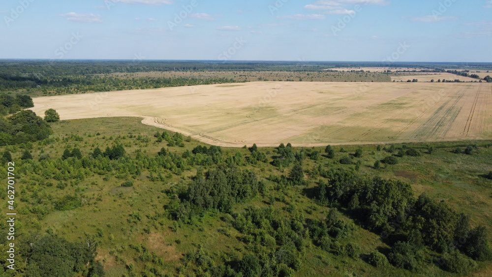 Small green grove, aerial view. Trees in a young forest, landscape.