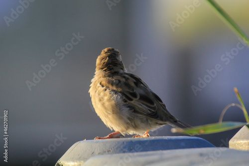 Nahaufnahme, eine Studie eines Sperlings. Sperlinge sind Singvögel. photo