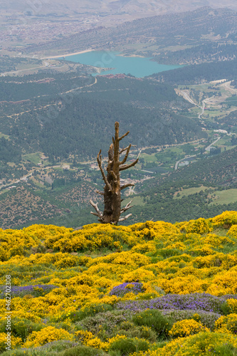 Scenic View from Chelia National Park. Atlas Cedar Forest photo