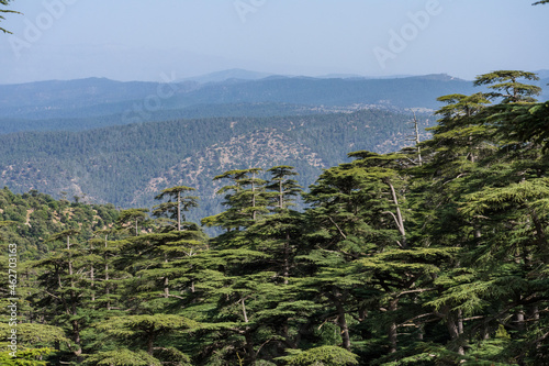 Scenic View from Chelia National Park. Atlas Cedar Forest photo