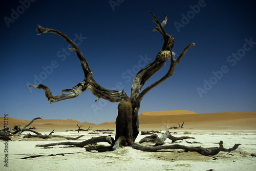 vertrockneter Baum in Sossusvlei  Namibia