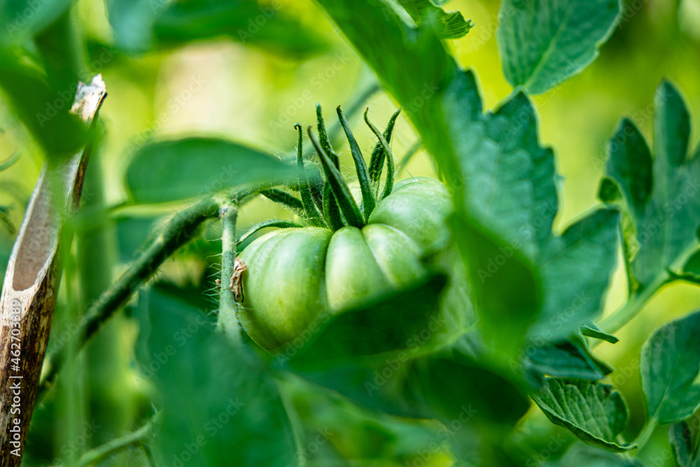 green tomatoes in the organic garden green tomatoes in the organic garden