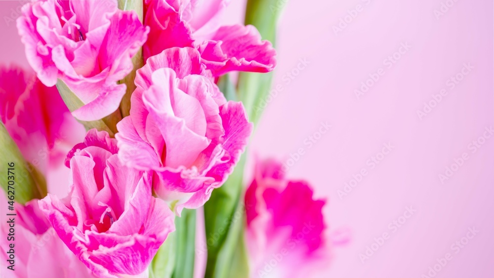 Pink magenta gladiolus flowers on a pale pink background. panorama, 16 on 9
