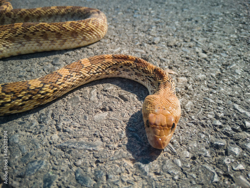 serpiente imitadora de la serpiente de cascabel, color cafe claro y cafe obscuro, con algunas manchas mas obscuras, de un metro aproximadamente de largo, sobre una carretera de asfalto. photo