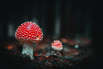 Poster Zwart Wilde paddenstoelen in Beiers bos  © Thilo Wagner/Wirestock