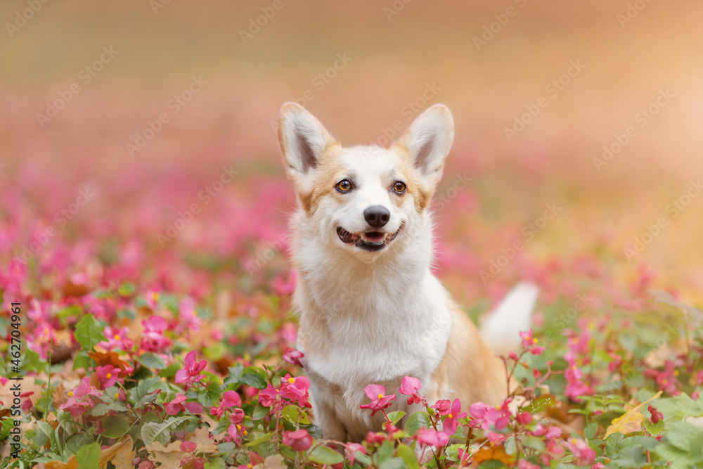 Potrait of happy smiling welsh corgi pembroke breed dog among soft tender pink flowers at nature