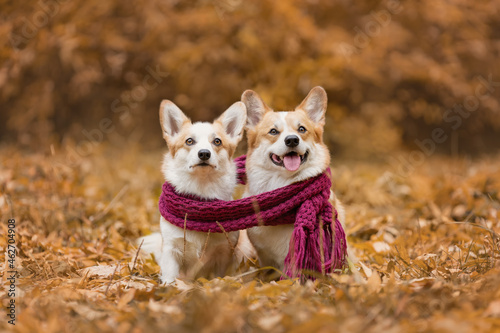 Portrait of two welsh corgi pembroke breed dogs sitting together wearing scarf at autumn nature