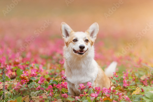 Potrait of happy smiling welsh corgi pembroke breed dog among soft tender pink flowers at nature © Neira