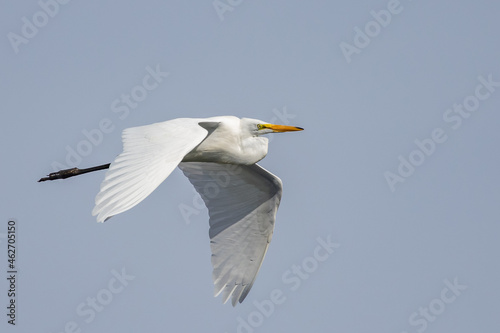 Great Egret in Flight in a Clear Fall Sky