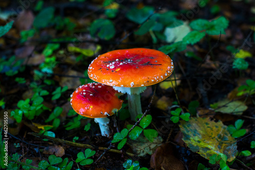 Red fly agarics in the autumn forest. Beautiful poisonous fly agarics