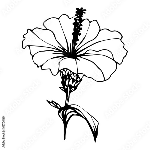 Hibiscus or Chinese rose flower on white background. Line art illustration. Ink doodle isolated. Flower icon line art. Suitable for invitations, greeting cards, tattoos, prints, etc. Vector