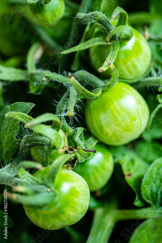 green tomatoes in the organic garden