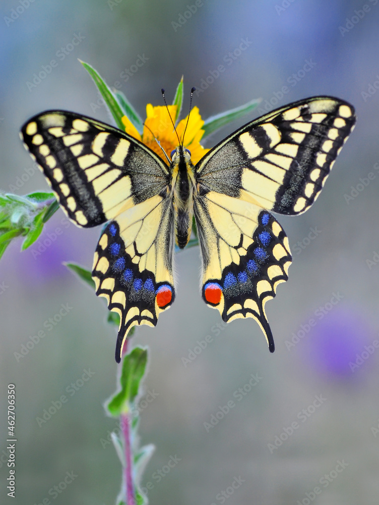 Obraz premium Macro shots, Beautiful nature scene. Closeup beautiful butterfly sitting on the flower in a summer garden.
