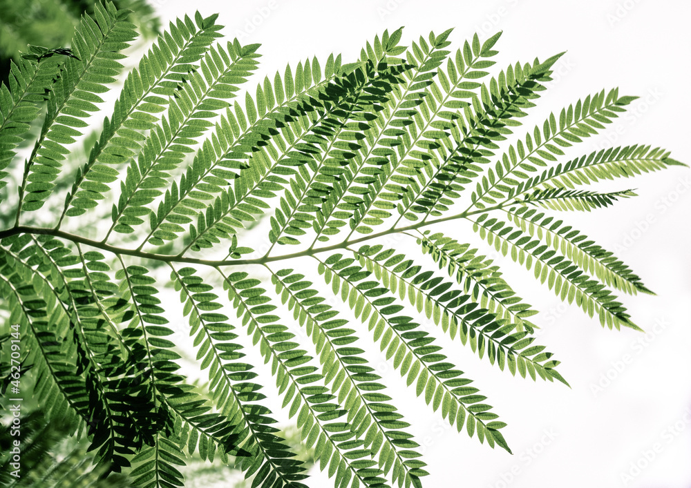 Green leaves isolated on white background for montage product display or design. Albizia tree leaves. Persian silk tree