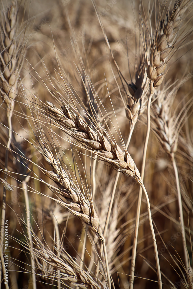 Vertical macro of ripe golden barley heads Vertical macro of ripe golden barley heads