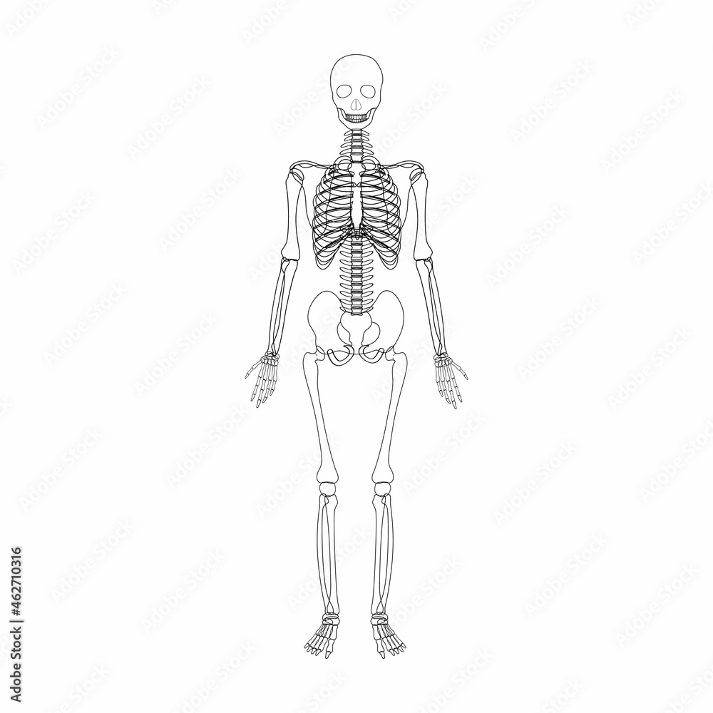 Human skeleton vector. Contour isolated on a white background.