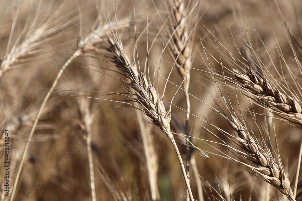 Closeup of ripe barley heads in the fall Closeup of ripe barley heads in the fall