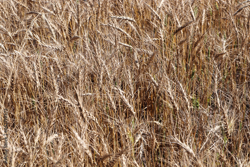 A background photo of ripe barley heads in a field A background photo of ripe barley heads in a field