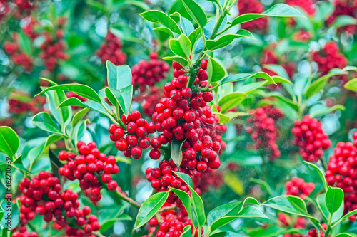 Berries on a holly tree in the south of England