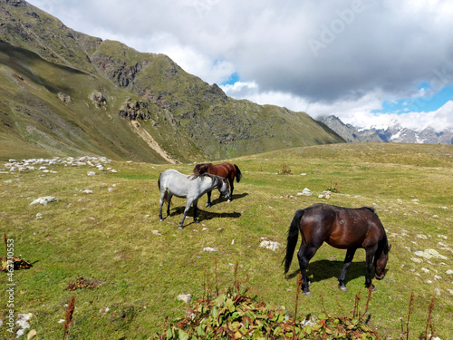 horses in the mountains of Georgia in the Svaneti region. Amazing green mountain valley. Svaneti, Georgia.Hiking trail leading from 