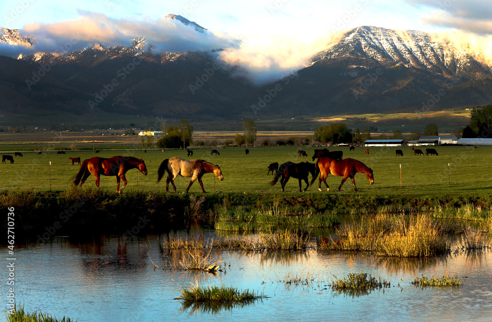 Obraz na płótnie Horses in a meadow in the shadow of Bridger Mountains near Spain Bridge, Belgrade, Montana w salonie