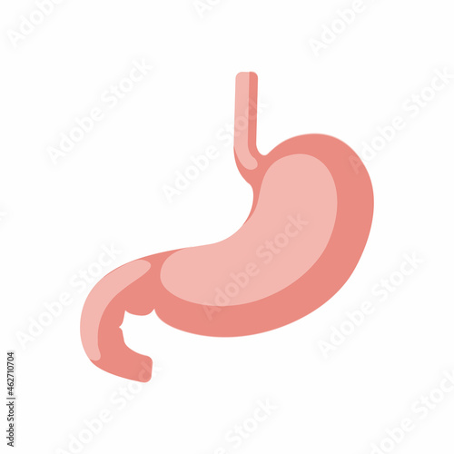 Human stomach vector isolated on white background.