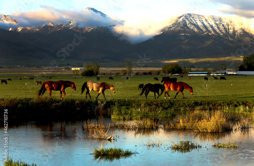 Horses in a meadow in the shadow of Bridger Mountains near Spain Bridge, Belgrade, Montana