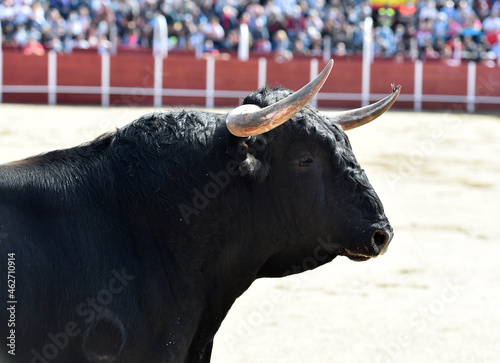 un gran toro español en una plaza de toros en españa durante un espectaculo de toreo