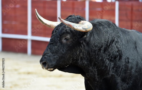 un gran toro español en una plaza de toros en españa durante un espectaculo de toreo