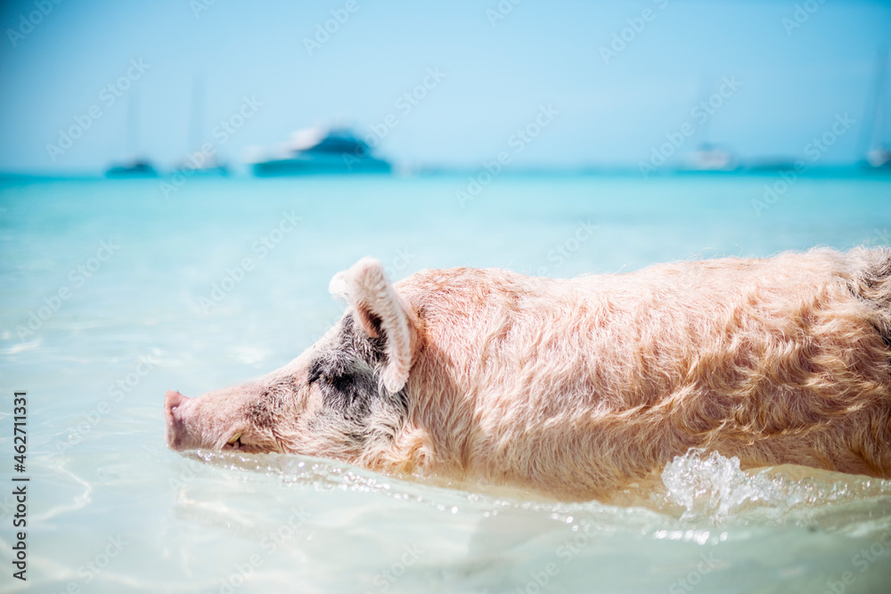 Pig swimming in sea on Pig Beach, Exuma, Bahamas, Caribbean