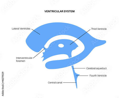 Ventricular system anatomy