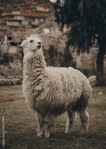 Llama en el monte- Perú