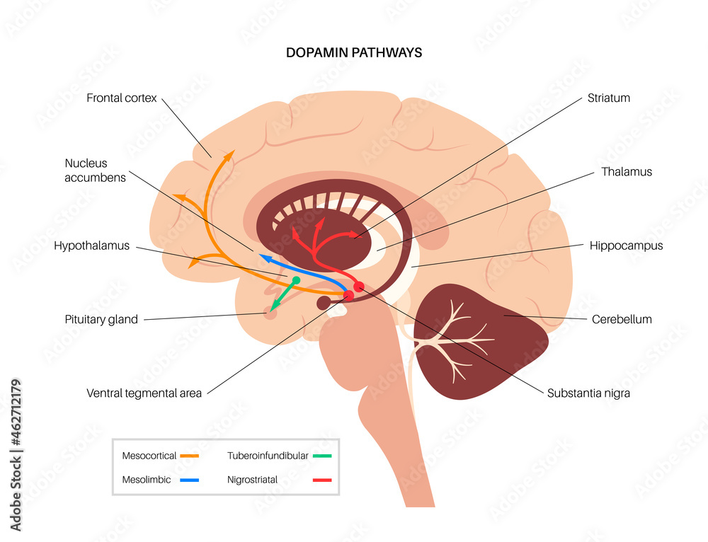Dopamine pathway concept Stock Vector | Adobe Stock