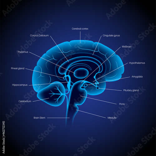 Brain 3D anatomy