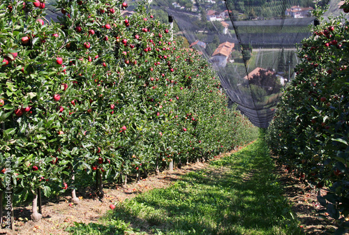 meli sotto le reti antigrandine in Val Venosta photo