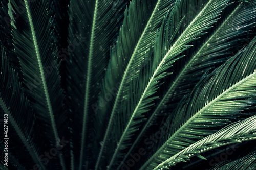 Close-up of leaves of a sago palm, Cycas Revoluta