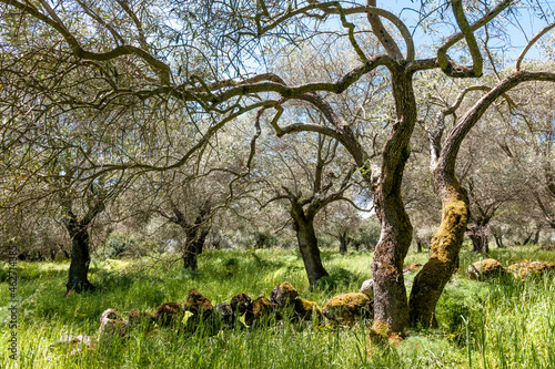 Italy, Sardinia, olive trees photo