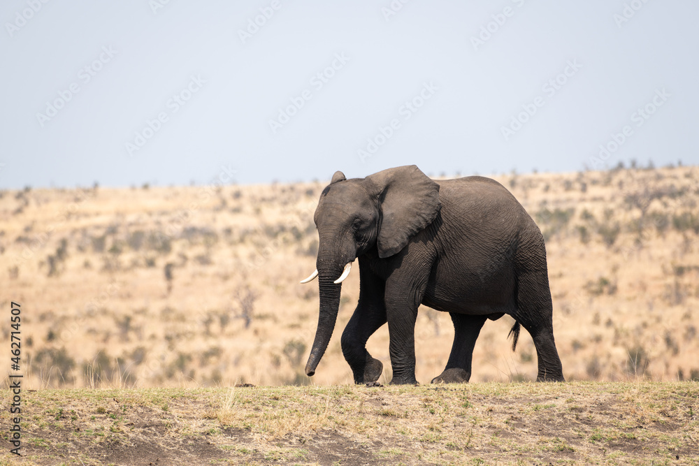 Side view of an African elephant walking