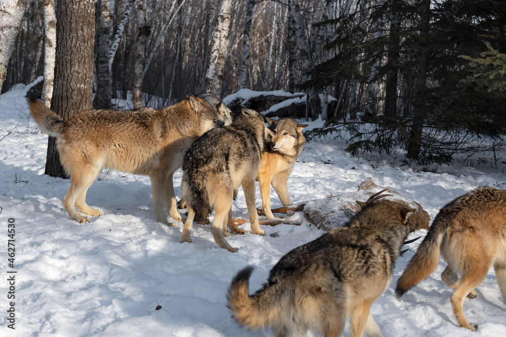Grey Wolf Pack (Canis lupus) Mill And Sniff Around Body of White-tail Deer Winter