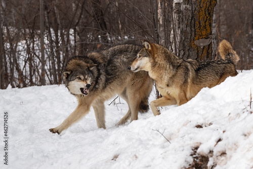 Grey Wolf (Canis lupus) Snarls at Second Invading Space Winter © geoffkuchera