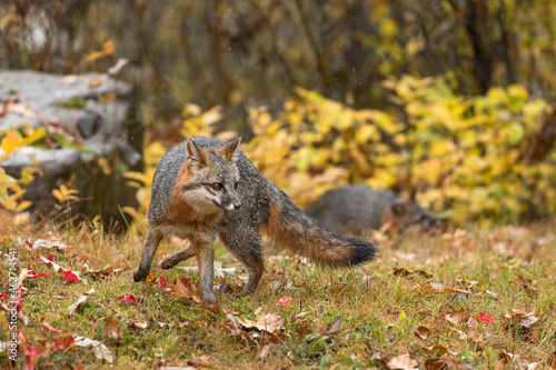 Grey Fox (Urocyon cinereoargenteus) Awkward Turn in Rain Second in Background Autumn